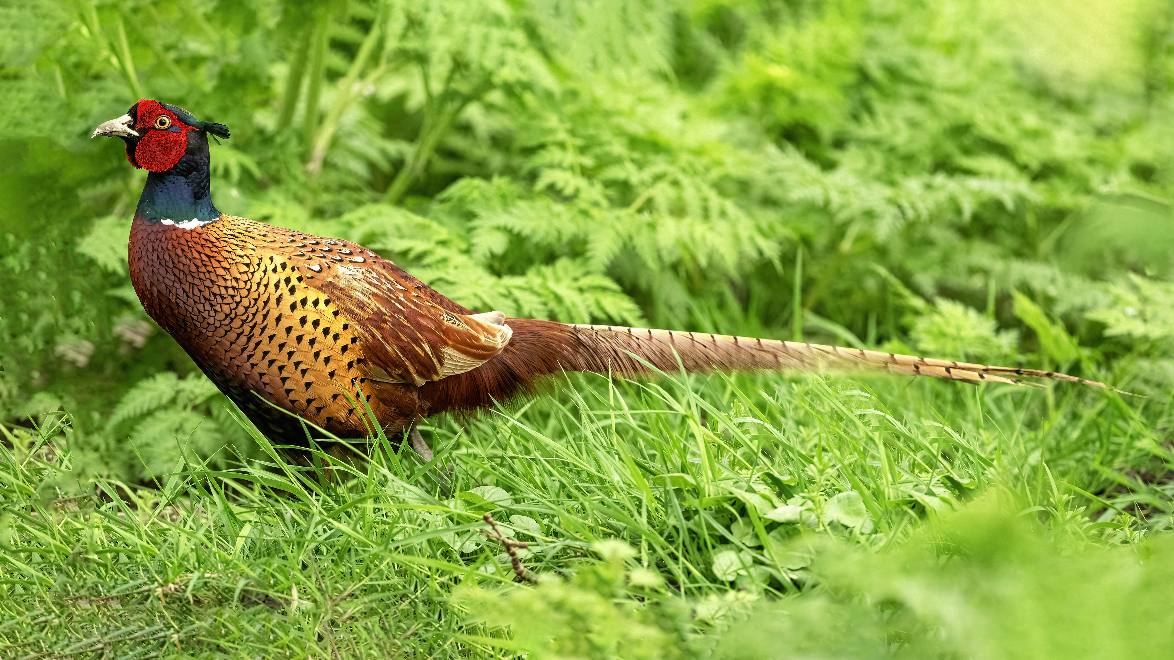 Ring-necked Pheasant